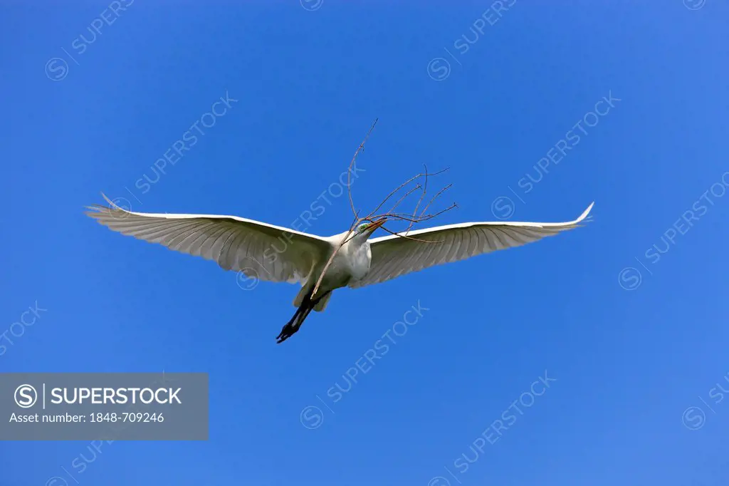 Great egret (Egretta alba), adult, in flight, with nesting material, blue sky, Florida, USA