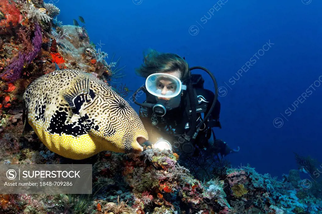 Scuba diver observing a Map Puffer or Scribbled Toadfish (Arothron mappa) on a coral reef, Great Barrier Reef, UNESCO World Heritage Site, Queensland,...