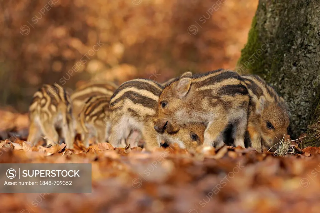 Wild boars (Sus scrofa), shoats, captive, North Rhine-Westphalia, Germany, Europe