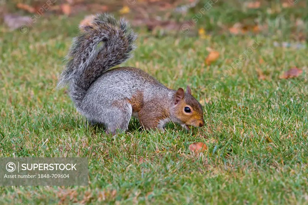 Gray squirrel (Sciurus carolinensis), in grass, south east England, United Kingdom, Europe