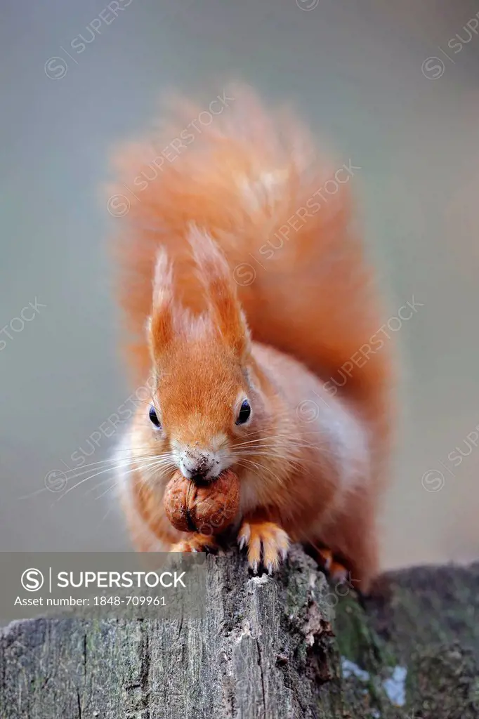 Red squirrel or Eurasian red squirrel (Sciurus vulgaris), feeding on walnuts, Brandenburg, Germany, Europe