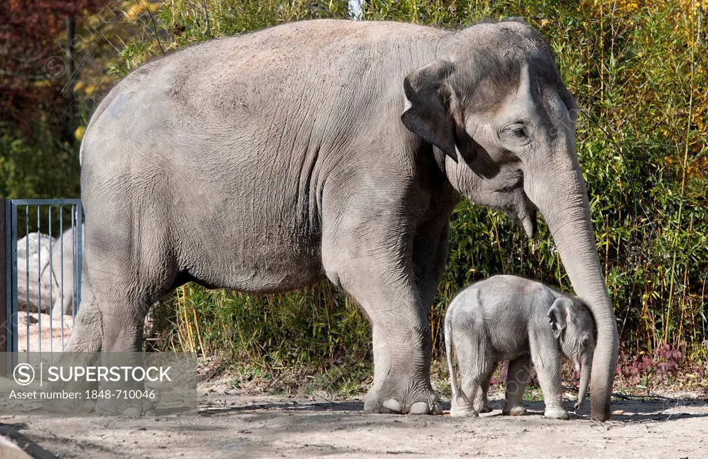Asian elephant (Elephas maximus), female baby elephant, 11 days, during the first foray into the outdoor enclosure with its mother at the Tierpark Hel...