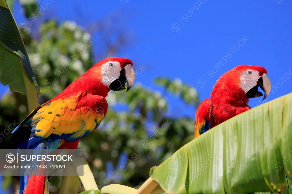 Scarlet Macaws (Ara macao), adult pair perched on a banana tree, Roatan, Honduras, Caribbean, Central America, Latin America
