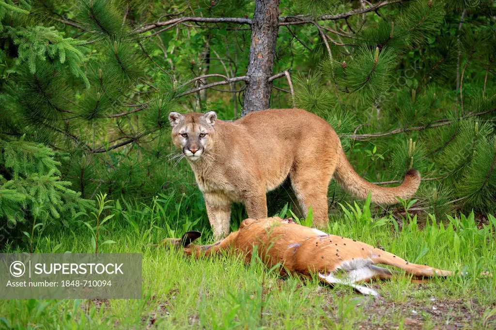 Cougar or Puma (Puma concolor, Felis concolor), adult with prey, Minnesota, USA