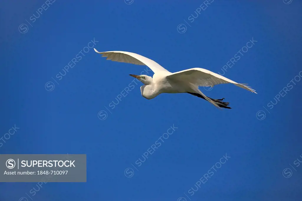 Great egret (Egretta alba), adult, in flight, blue sky, Florida, USA