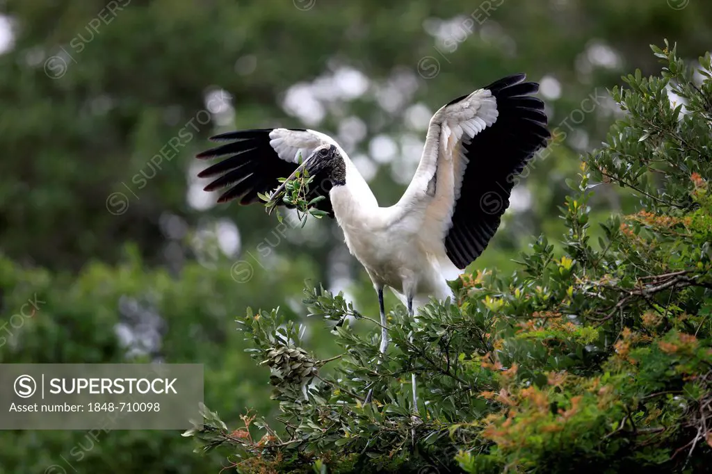 Wood stork (Mycteria americana), adult on tree, spreading wings, with nesting material, Florida, USA