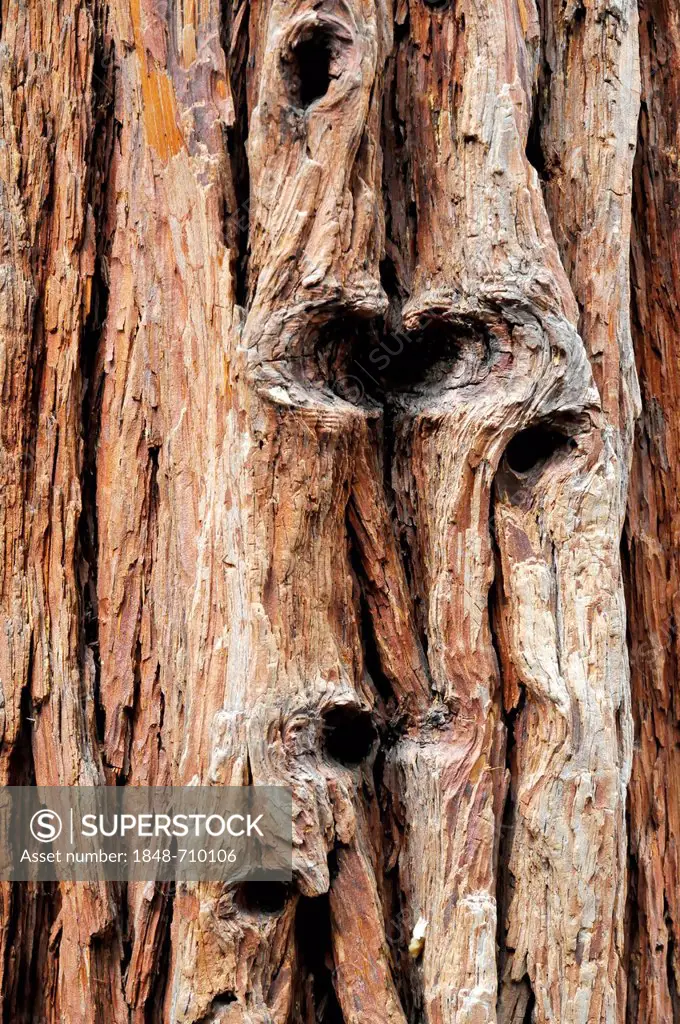 Bark of a Giant sequoia or Sierra redwood (Sequoiadendron giganteum) in Mariposa Grove, Yosemite National Park, California, USA, North America