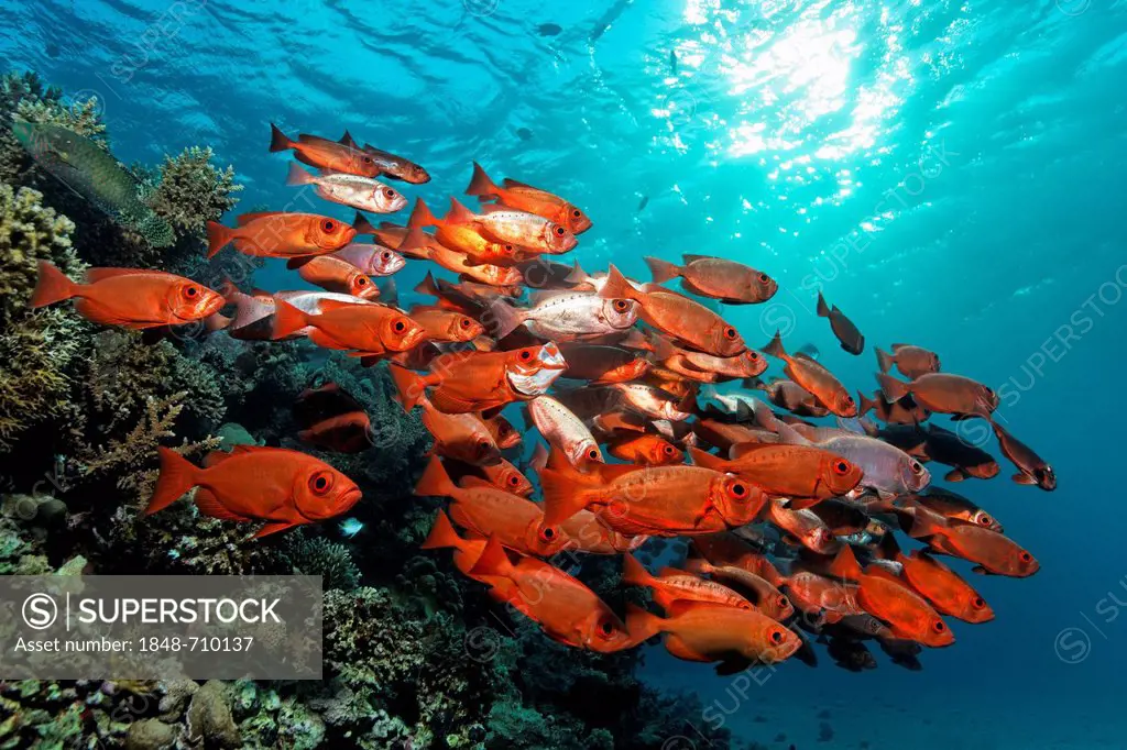 School of fish, Great Barrier Reef, UNESCO World Heritage Site, Queensland, Cairns, Australia, Pacific Ocean