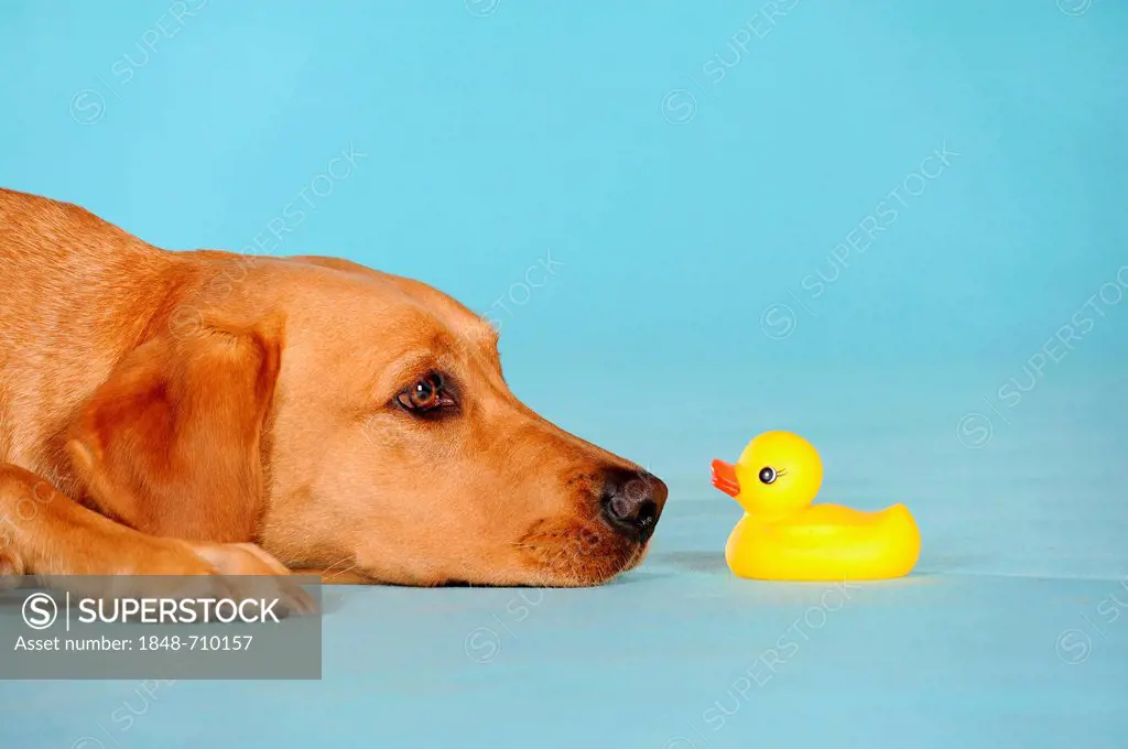 Labrador Retriever dog, bitch, lying in front of rubber duck