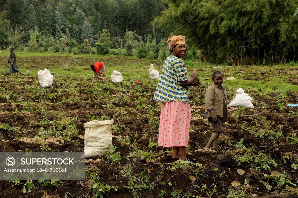 Female farmers during field work at the foot of the Gahinga volcano at the entrance to the Volcanoes National Park, Parc National des Volcans near the...