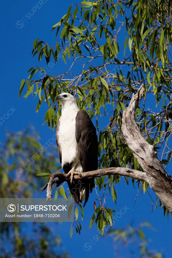 White-bellied sea eagle (Haliaeetus leucogaster), Kakadu National Park, Northern Territory, Australia