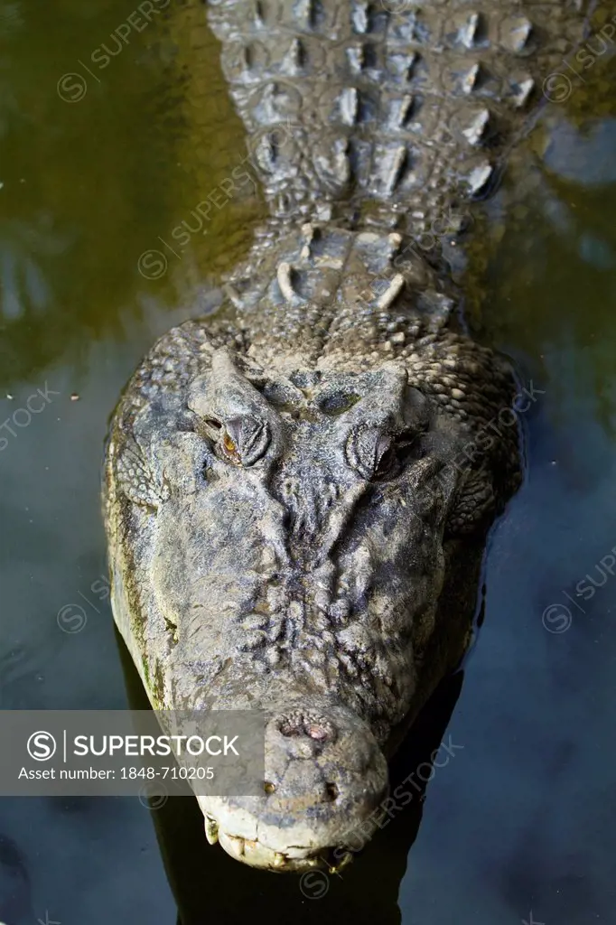 Saltwater crocodile (Crocodylus porosus), Crocodylus Park, Darwin, Northern Territory, Australia