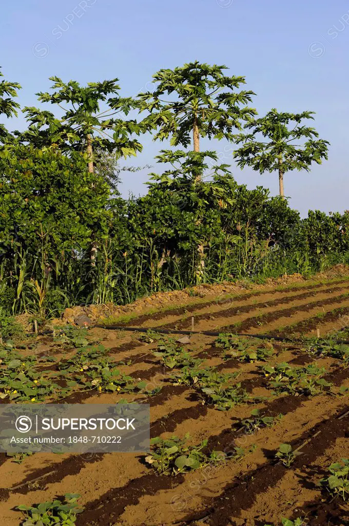 Vegetable field in the south of Fogo, Cape Verde, Africa