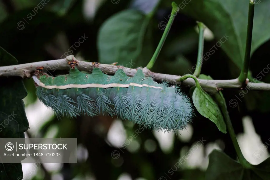 Exotic butterfly caterpillar, Mainau Island, Baden-Wuerttemberg, Germany, Europe
