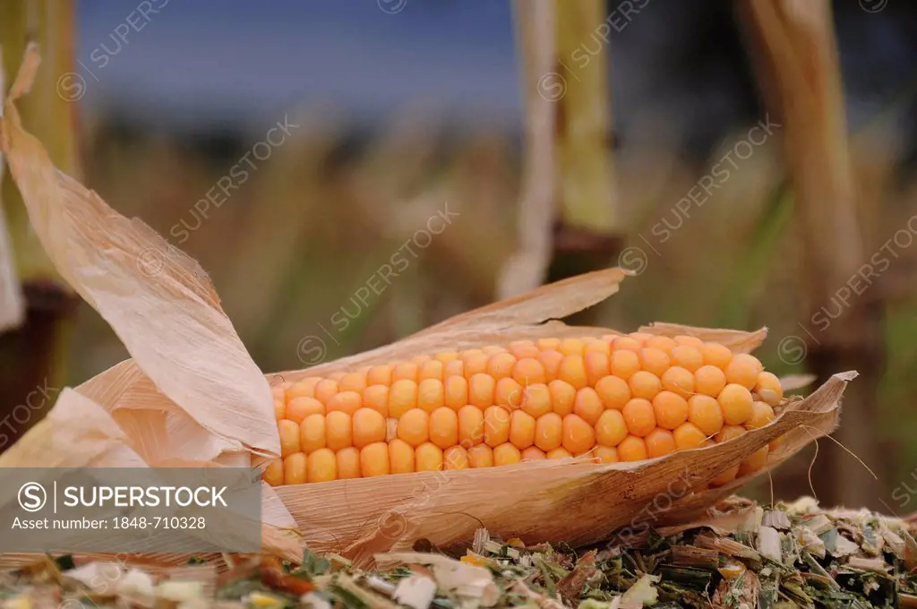 Corn cob, maize, corn (Zea mays)