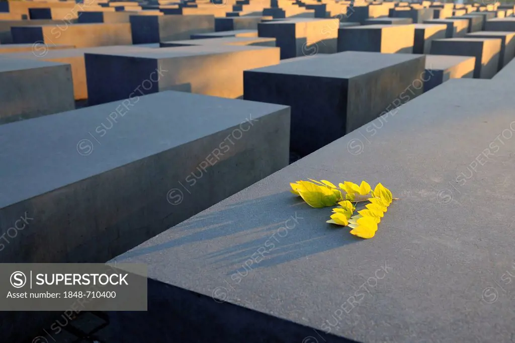 Concrete pillars of the Holocaust Memorial at sunrise, Memorial to the Murdered Jews of Europe, architect Peter Eisenman, Tiergarten district, Mitte, ...