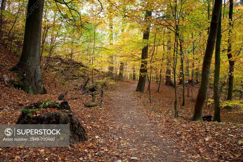 Heinrich-Heine hiking trail in autumn, Ilsetal valley, Ilsenburg, Harz region, National Park Harz, Saxony-Anhalt, Germany, Europe, PublicGround