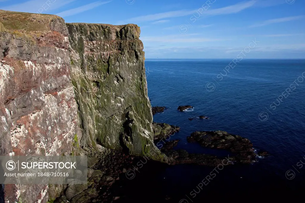 Cliff with breeding colonies, Latrabjarg, Westfjords, Iceland, Europe