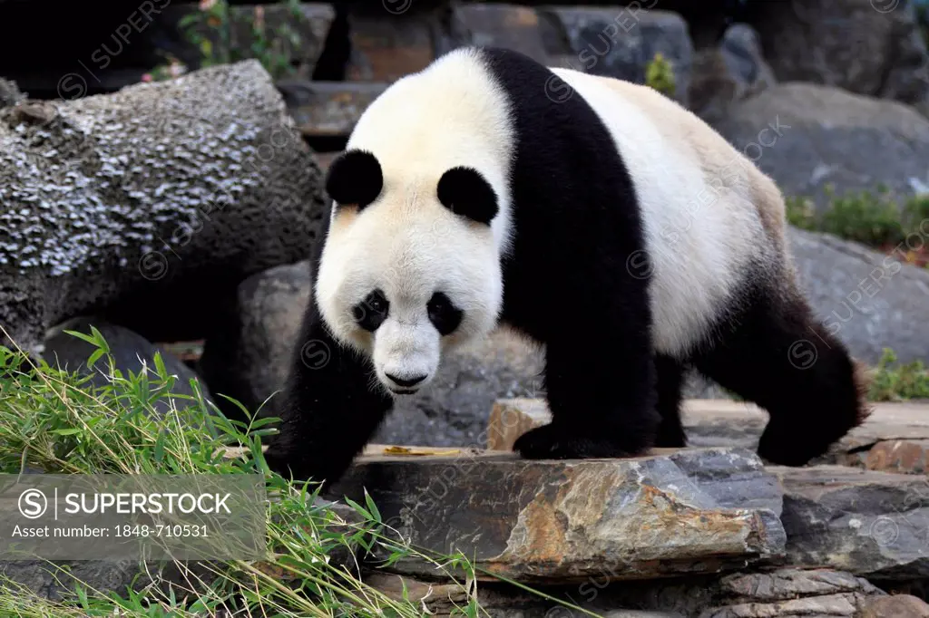 Giant Panda (Ailuropoda melanoleuca), adult, Adelaide Zoo, Adelaide, Australia