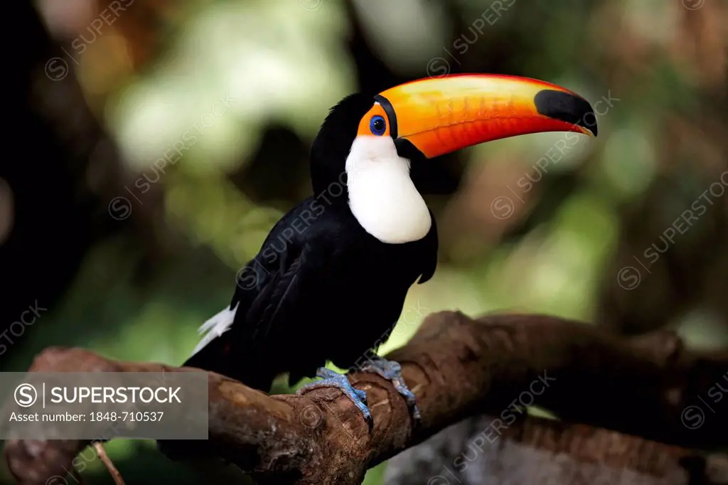 Toco Toucan (Ramphastos toco), adult, perched on tree, Pantanal, Brazil, South America