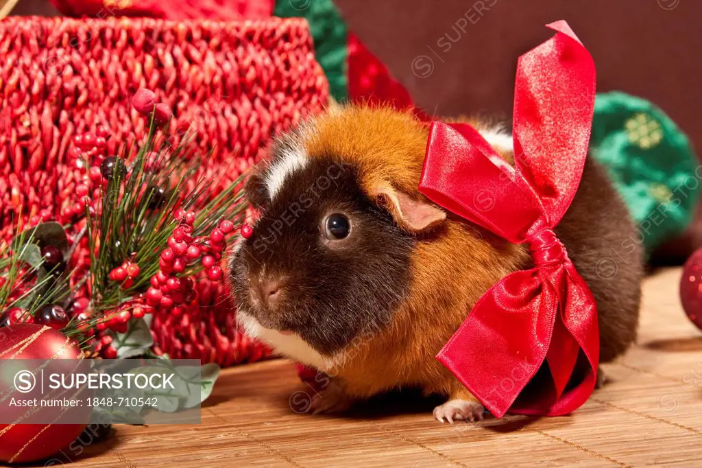 US Teddy guinea pig with a red ribbon and Christmas decorations