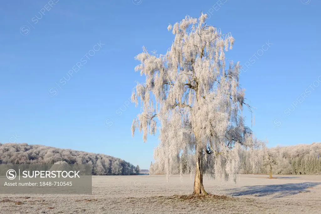 Birch tree (Betula) covered in hoarfrost, Swabian Alb, Baden-Wuerttemberg, Germany, Europe