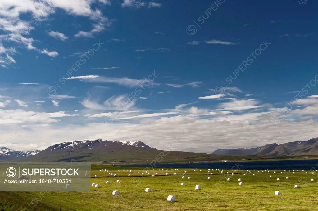 Harvested meadows and bales of hay wrapped in plastic, near Akureyri, northern Iceland, Iceland, Europe