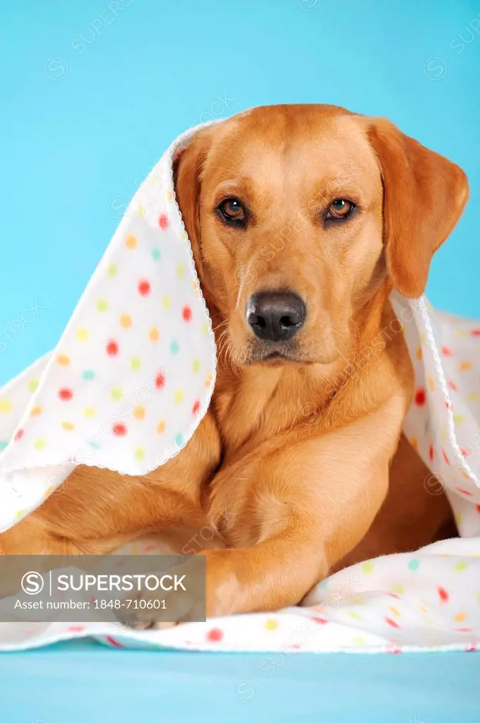 Labrador Retriever dog, bitch, lying under spotted blanket