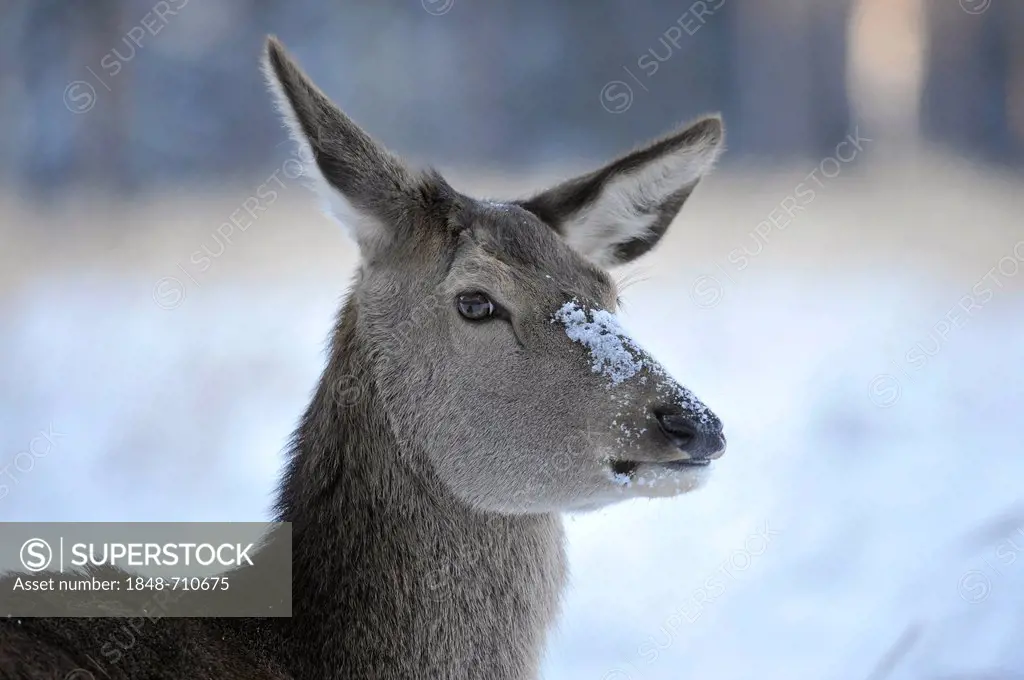Red deer (Cervus elaphus), portrait, doe, hind, winter coat, state game reserve, Lower Saxony, Germany, Europe, PublicGround
