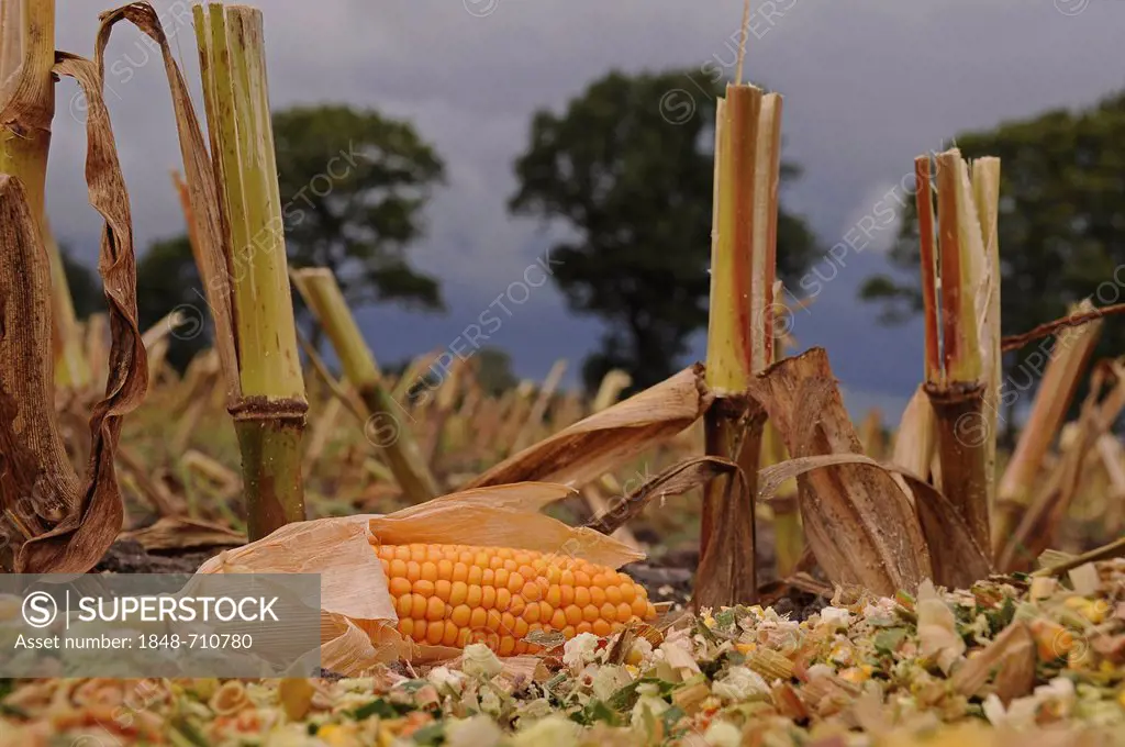 Corn cob lying in front of a harvested cornfield, maize, corn (Zea mays)