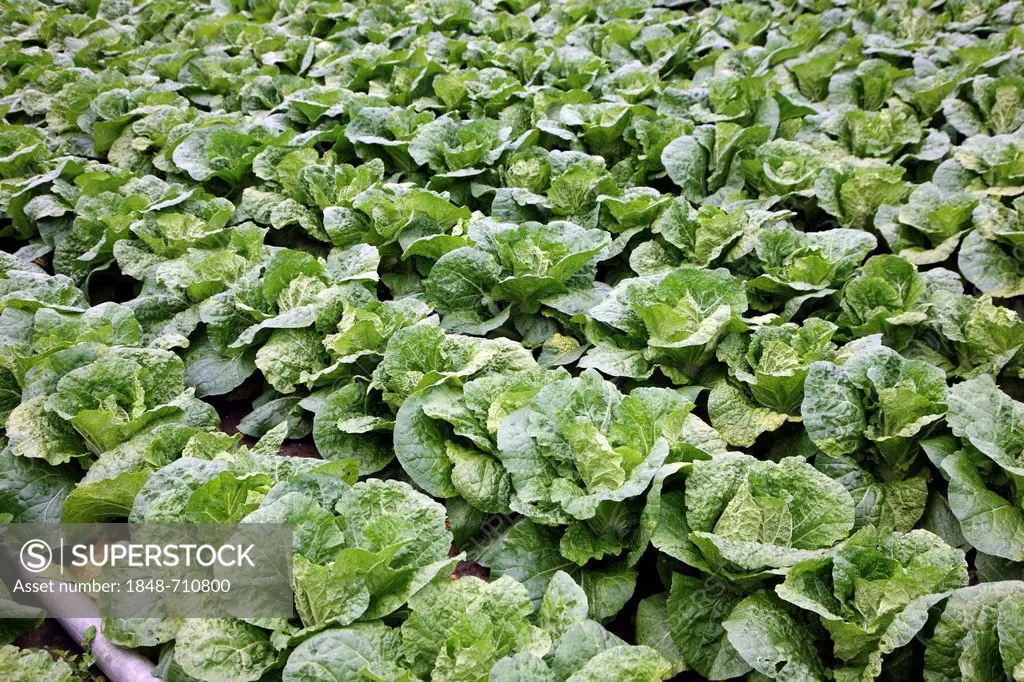 Chinese cabbage, planted in rows on a field, Germany, Europe