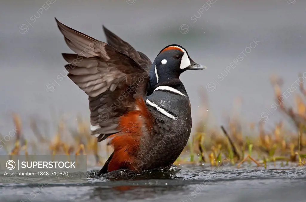 Harlequin Duck (Histrionicus histrionicus) on the Laxa River, Myvatn, Iceland, Europe