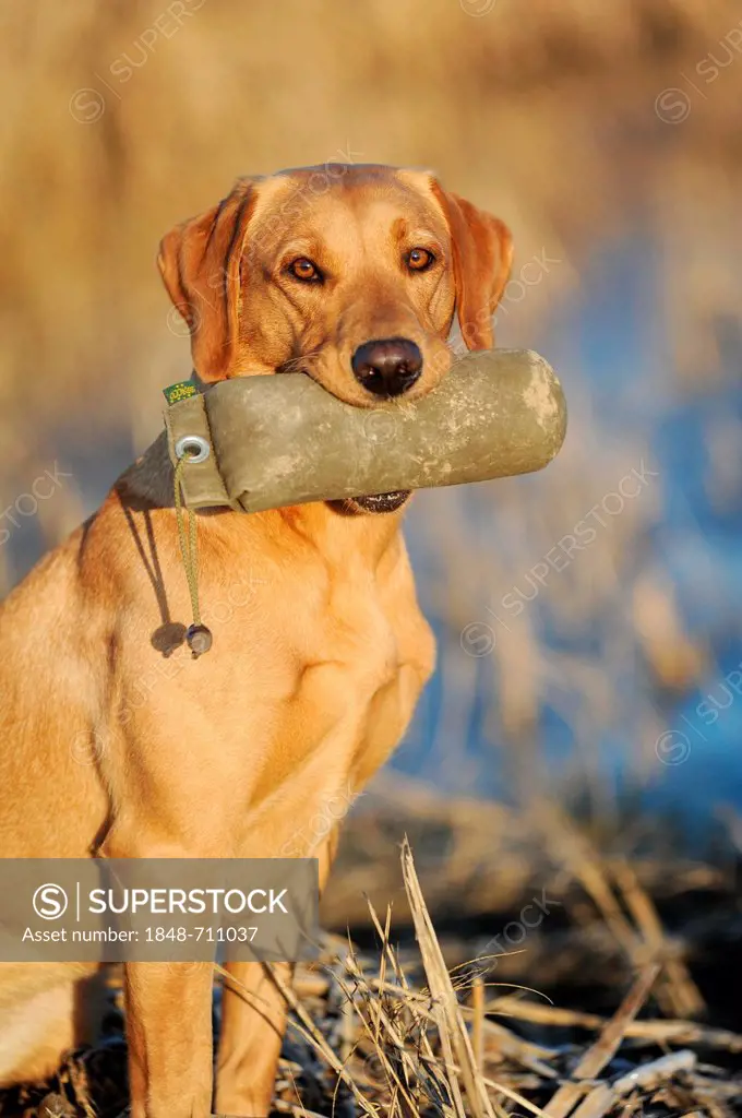 Labrador Retriever dog, bitch, biting into dummy