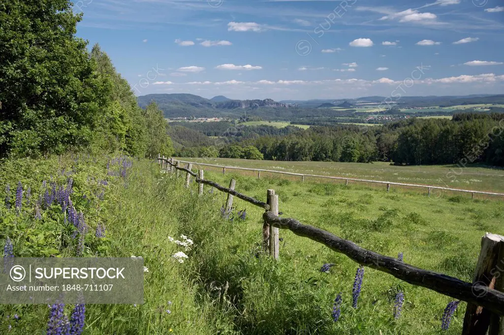 Hiking trail to Waitzdorfer Hoehe with wild lupines (Lupinus angustifolius), view to Schrammsteine and Zirkelstein mountains, Saxon Switzerland, Saxon...