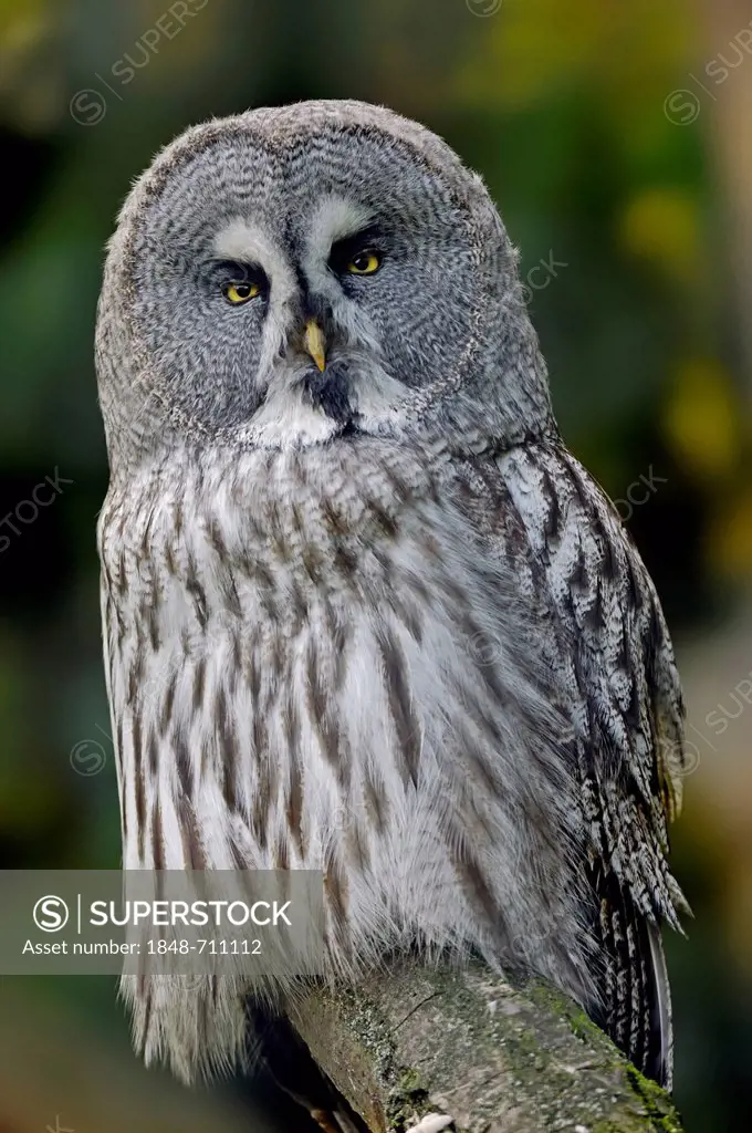 Eurasian Great Grey Owl (Strix nebulosa lapponica), native to Europe and Asia, in captivity, North Rhine-Westphalia, Germany, Europe