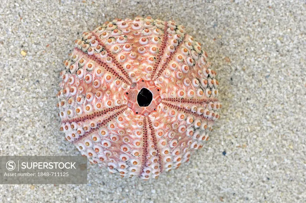 Skeleton of a Purple Sea Urchin (Paracentrotus lividus), found in the Mediterranean, France, Europe