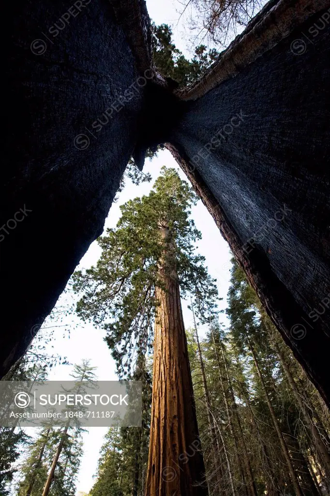 Giant sequoias, Sierra redwoods, Sierran redwoods or Wellingtonias (Sequoiadendron giganteum), viewed from within a burnt-out but still living so call...