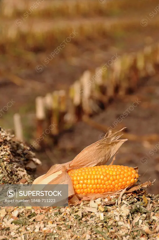 Corn cob lying on a harvested cornfield, maize, corn (Zea mays)