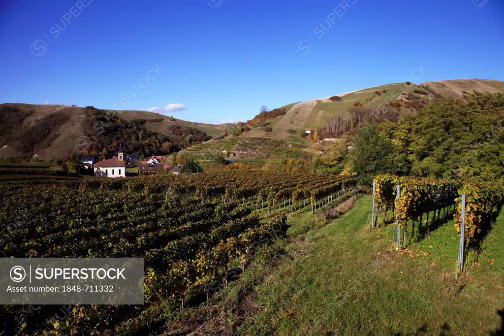 Vineyards with St. Romanus church, Altvogtsburg in the Kaiserstuhl range, Baden-Wuerttemberg, Germany, Europe