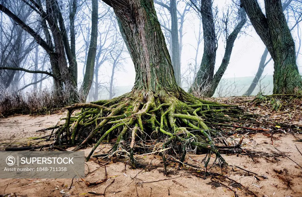 Tree roots and fog on the banks of Elbe river in Kirchwerder, Vier- und Marschlande, Hamburg, Germany, Europe