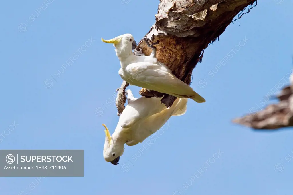 Sulphur-crested Cockatoos (Cacatua galerita), rainforest, Iron Range National Park, Cape York Peninsula, northern Queensland, Australia