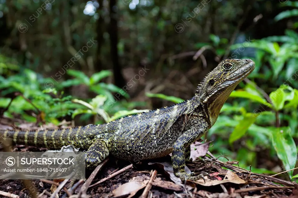 Young Australian Water Dragon (Physignathus lesuerii) in the rainforest, Atherton Tablelands, Queensland, Australia