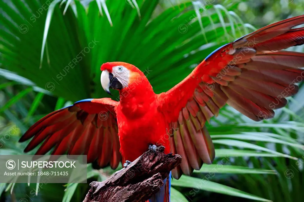 Scarlet Macaw (Ara macao), adult, perched on a lookout with its wings spread, Roatan, Honduras, Caribbean, Central America, Latin America