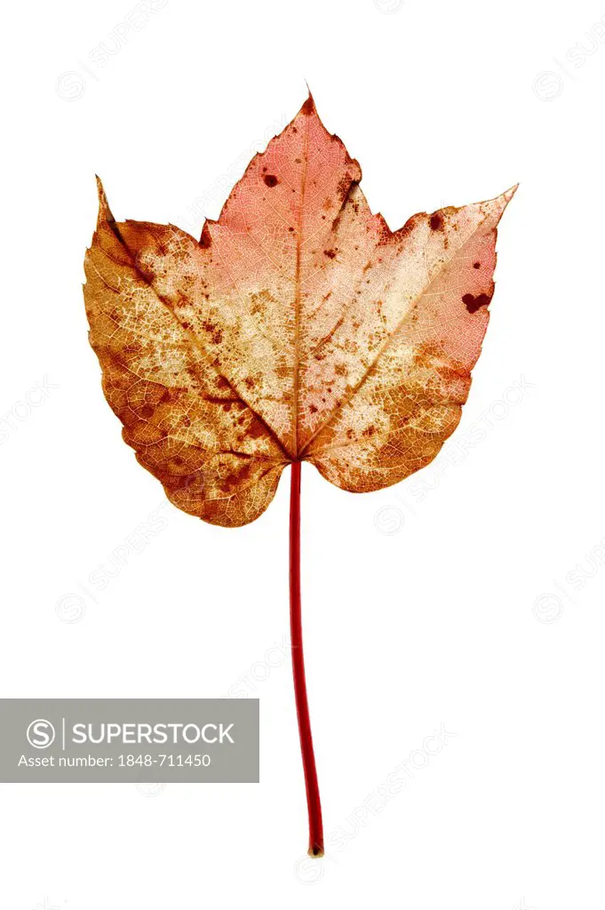 Vine leaf, Japanese creeper, Boston ivy, Grape ivy, or Japanese ivy (Parthenocissus tricuspidata), red-yellow autumn leaf with brown spots