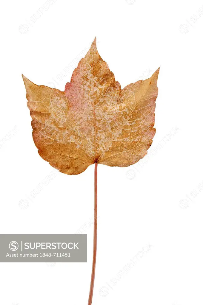 Vine leaf, Japanese creeper, Boston ivy, Grape ivy, or Japanese ivy (Parthenocissus tricuspidata), brown-yellow autumn leaf