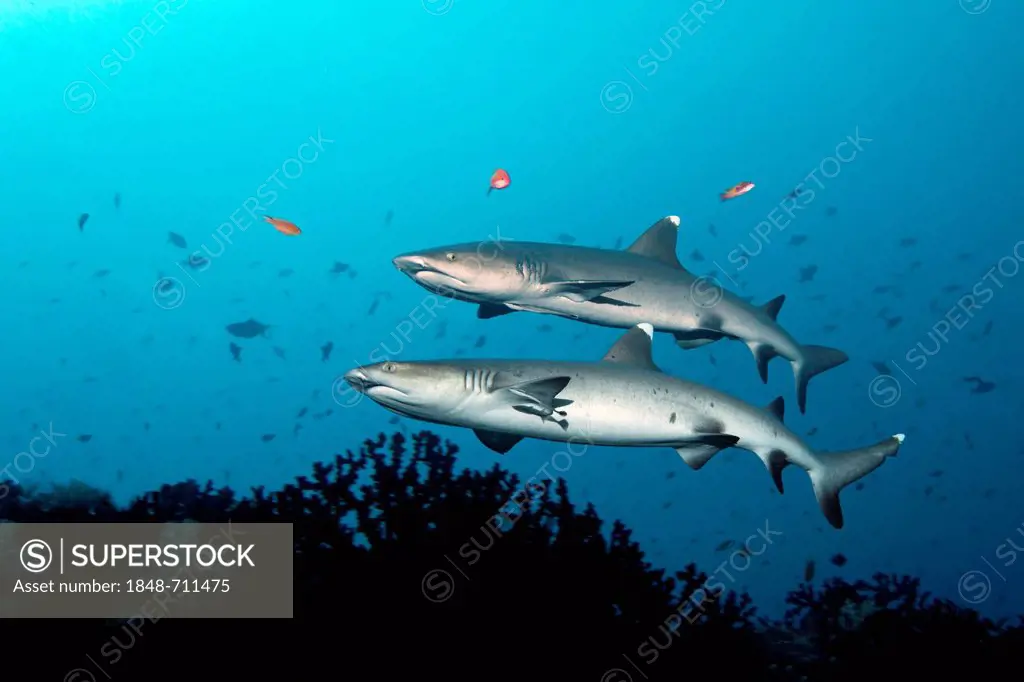 Two Whitetip Reef Sharks (Triaenodon obesus) swimming along the edge of a reef, Great Barrier Reef, UNESCO World Heritage Site, Queensland, Cairns, Au...