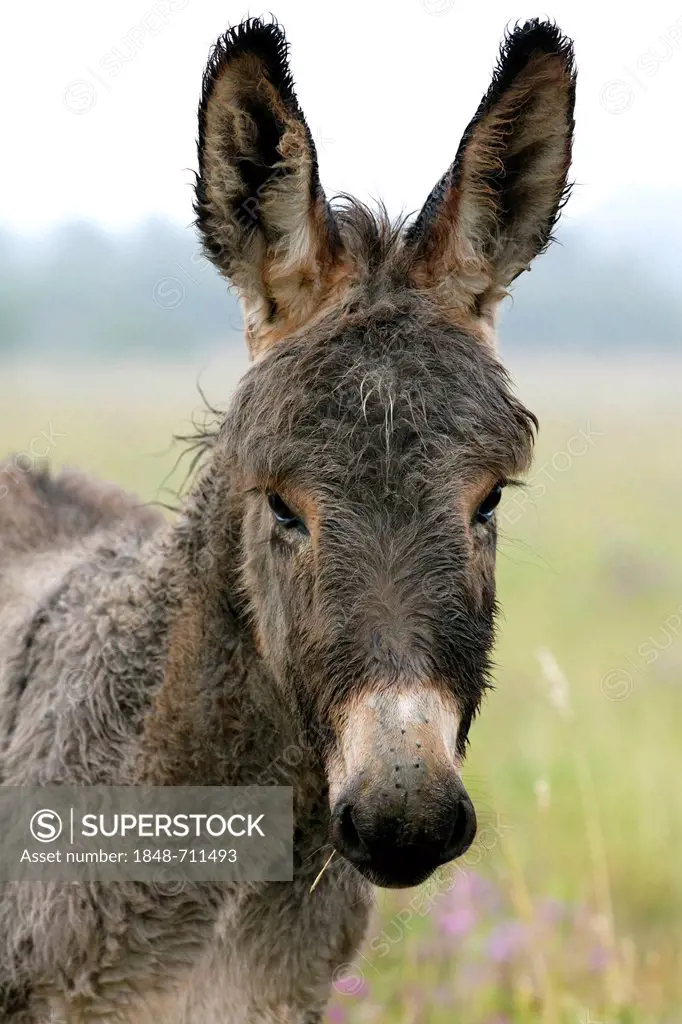 Donkey (Equus africanus asinus) foal, portrait, France, Europe