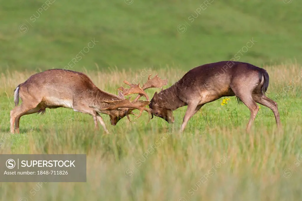 Fallow deer (Dama dama), bucks fighting in grass, south Wales, United Kingdom, Europe