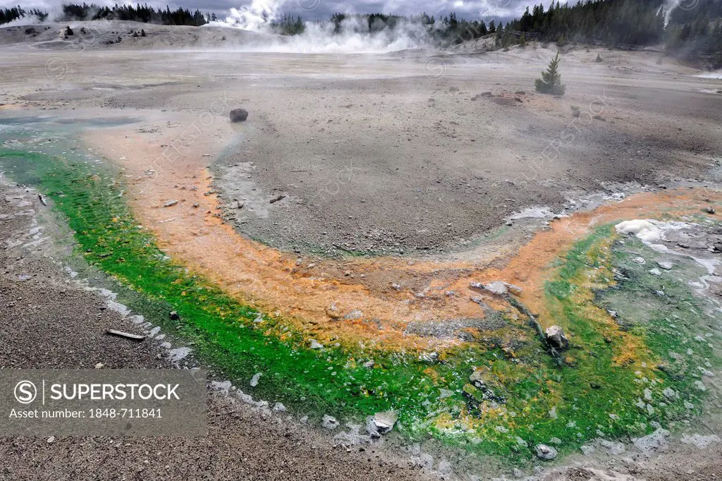 Outlet of the Pinwheel Geyser, Porcelain Basin, Norris Geyser Basin, colored thermophilic bacteria, geysers, geothermal hot-pools, Yellowstone Nationa...
