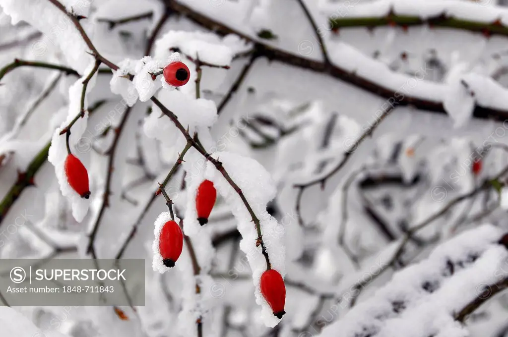 Snow-covered rosehip, Hainich National Park, a UNESCO World Heritage natural site, near Eisenach, Thuringia, Germany, Europe